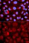 PADI4 antibody, GTX54621, GeneTex, Immunofluorescence image 