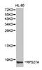 Ubiquitin-40S ribosomal protein S27a antibody, LS-C193038, Lifespan Biosciences, Western Blot image 