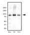 Kinesin Family Member 2A antibody, NB500-180, Novus Biologicals, Western Blot image 