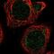 Mitochondrial Ribosomal Protein L51 antibody, NBP1-88567, Novus Biologicals, Immunocytochemistry image 