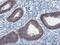 Arachidonate 15-Lipoxygenase antibody, NBP2-01740, Novus Biologicals, Immunohistochemistry frozen image 