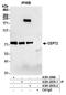 Centrosomal Protein 72 antibody, A301-297A, Bethyl Labs, Immunoprecipitation image 