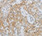 Matrix Metallopeptidase 25 antibody, MBS2521084, MyBioSource, Immunohistochemistry frozen image 