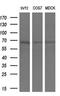 Cryptochrome-2 antibody, M00792-1, Boster Biological Technology, Western Blot image 