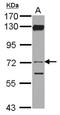 Vitronectin antibody, NBP2-20866, Novus Biologicals, Western Blot image 