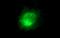 Intercellular Adhesion Molecule 3 antibody, NBP2-46010, Novus Biologicals, Immunofluorescence image 