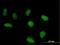 S1 RNA Binding Domain 1 antibody, H00055133-B01P, Novus Biologicals, Immunofluorescence image 