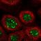 G-Patch Domain Containing 4 antibody, HPA054319, Atlas Antibodies, Immunocytochemistry image 
