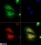 RP1 Axonemal Microtubule Associated antibody, NBP2-22149, Novus Biologicals, Immunocytochemistry image 