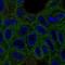 Vitamin K Epoxide Reductase Complex Subunit 1 antibody, HPA042720, Atlas Antibodies, Immunocytochemistry image 
