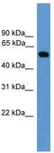 Calreticulin antibody, TA344447, Origene, Western Blot image 