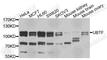 Upstream Binding Transcription Factor antibody, A9847, ABclonal Technology, Western Blot image 