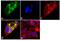 Follicle Stimulating Hormone Subunit Beta antibody, MIF2706, Invitrogen Antibodies, Immunofluorescence image 