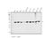 SDH antibody, A07851-1, Boster Biological Technology, Western Blot image 