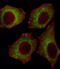 Calcium Voltage-Gated Channel Auxiliary Subunit Alpha2delta 2 antibody, LS-C168258, Lifespan Biosciences, Immunofluorescence image 