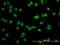 Ubiquitin carboxyl-terminal hydrolase 15 antibody, H00009958-M01, Novus Biologicals, Immunofluorescence image 