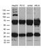 Ribosomal Protein L10a antibody, M08606, Boster Biological Technology, Western Blot image 