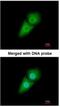 Karyopherin Subunit Alpha 2 antibody, NBP1-33508, Novus Biologicals, Immunofluorescence image 