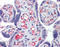 Heme Oxygenase 1 antibody, ADI-OSA-150-F, Enzo Life Sciences, Immunohistochemistry frozen image 