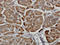 Carboxypeptidase B1 antibody, LS-C133130, Lifespan Biosciences, Immunohistochemistry paraffin image 