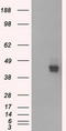 Basigin (Ok Blood Group) antibody, TA501165, Origene, Western Blot image 
