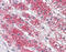 KIAA1324 antibody, TA316950, Origene, Immunohistochemistry paraffin image 