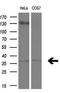 Retinaldehyde Binding Protein 1 antibody, M05421-1, Boster Biological Technology, Western Blot image 