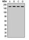 HET antibody, LS-C668476, Lifespan Biosciences, Western Blot image 