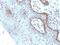 c-Myc antibody, NBP2-48089, Novus Biologicals, Immunohistochemistry paraffin image 
