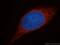Mitochondrial Ribosomal Protein L12 antibody, 14795-1-AP, Proteintech Group, Immunofluorescence image 