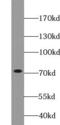 GRP-75 antibody, FNab03661, FineTest, Western Blot image 