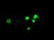 Aryl Hydrocarbon Receptor Nuclear Translocator Like antibody, GTX84851, GeneTex, Immunofluorescence image 