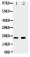 Ly6al antibody, PA1327, Boster Biological Technology, Western Blot image 