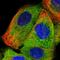 Stromal membrane-associated protein 1 antibody, PA5-56509, Invitrogen Antibodies, Immunofluorescence image 