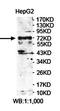 LIM Domains Containing 1 antibody, orb78417, Biorbyt, Western Blot image 