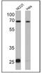 LIN28A antibody, MA1-016-HRP, Invitrogen Antibodies, Western Blot image 