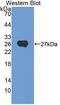 G Protein Pathway Suppressor 1 antibody, LS-C714163, Lifespan Biosciences, Western Blot image 