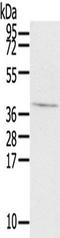 Ephrin B3 antibody, TA350660, Origene, Western Blot image 