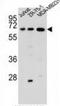 Zinc Finger And SCAN Domain Containing 2 antibody, AP54740PU-N, Origene, Western Blot image 