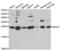Ribosomal Protein S7 antibody, orb376346, Biorbyt, Western Blot image 