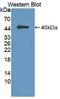 Heparin-binding growth factor 1 antibody, LS-C720167, Lifespan Biosciences, Western Blot image 