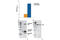 p53 antibody, 7236C, Cell Signaling Technology, Enzyme Linked Immunosorbent Assay image 