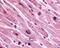 Muscarinic acetylcholine receptor M3 antibody, 48-115, ProSci, Immunohistochemistry paraffin image 