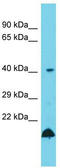 Ubiquitin Conjugating Enzyme E2 Z antibody, TA343264, Origene, Western Blot image 