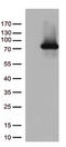 PDZ Domain Containing 1 antibody, CF813175, Origene, Western Blot image 