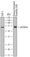 P67phox antibody, AF7830, R&D Systems, Western Blot image 