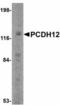 Protocadherin 12 antibody, orb94274, Biorbyt, Western Blot image 