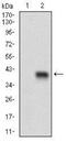 CD93 Molecule antibody, NBP2-37308, Novus Biologicals, Western Blot image 