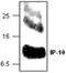 C-X-C Motif Chemokine Ligand 10 antibody, GTX59842, GeneTex, Western Blot image 