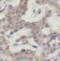 Isocitrate Dehydrogenase (NADP(+)) 1, Cytosolic antibody, FNab04119, FineTest, Immunohistochemistry frozen image 